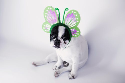 A dog with butterfly crown