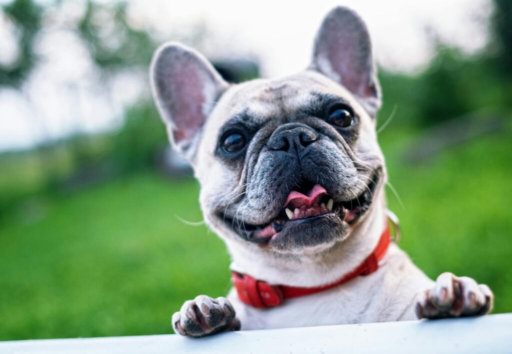 Dog with a red collar on neck 