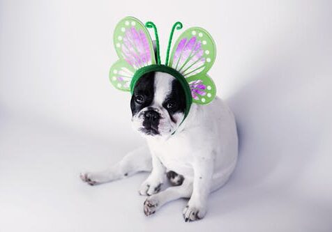 dog with butterfly headband