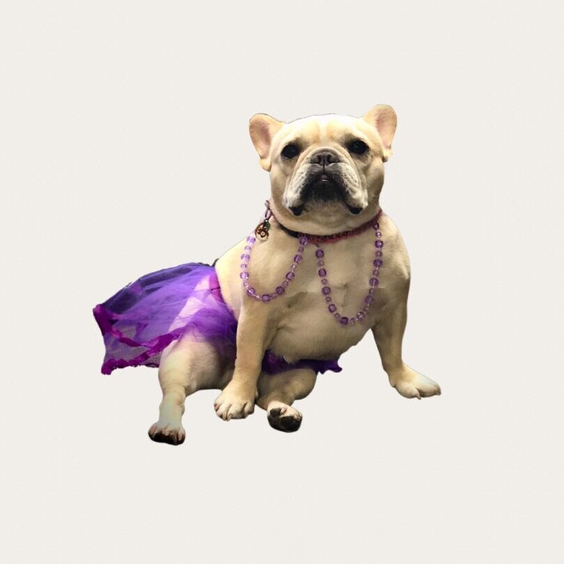 Dog sitting, wearing purple skirt and necklace