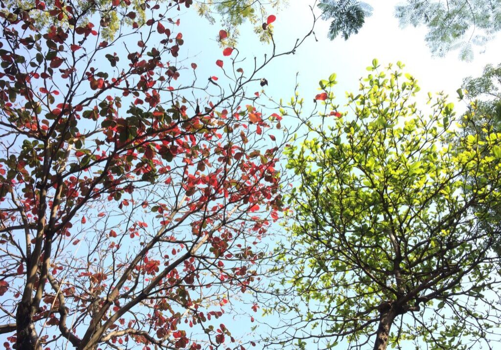 one tree with red leaves, one tree with green leaves